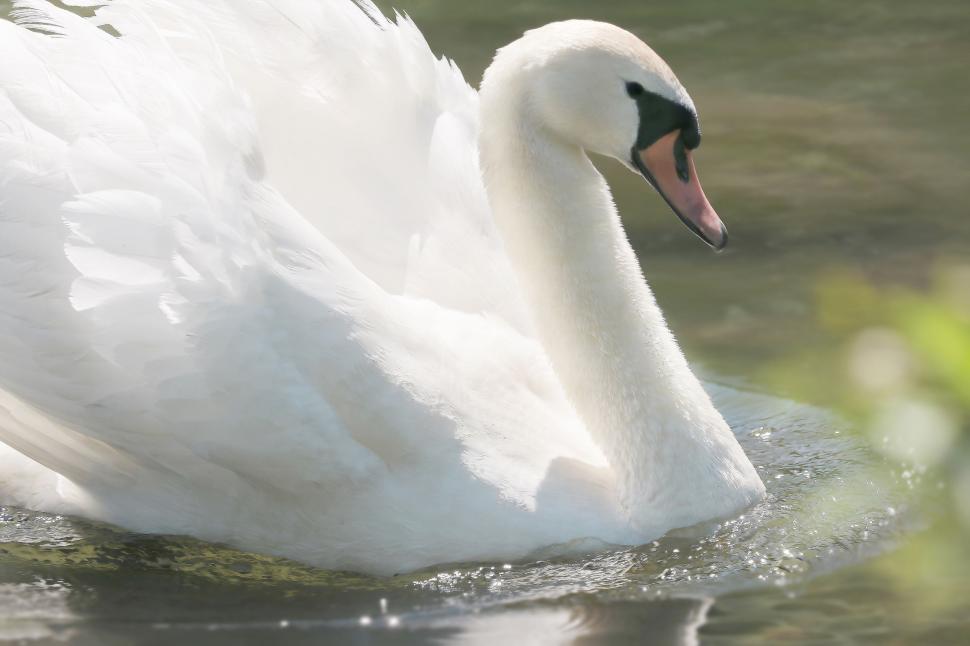 Free Image of Elegant White Swan 