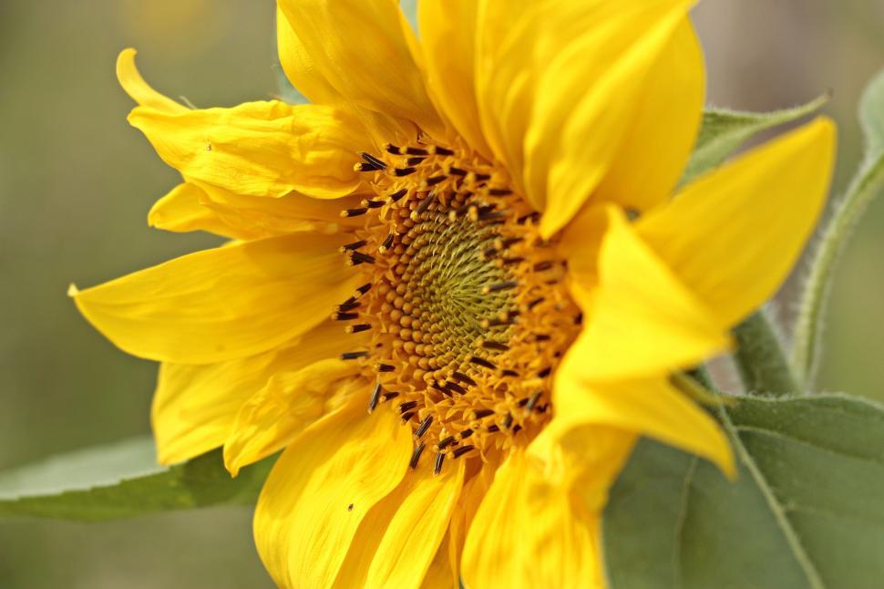 Free Image of Closeup of open sunflower bloom 