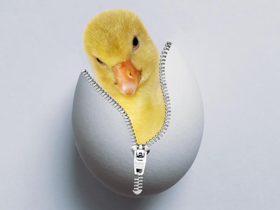 Free Image of Baby Chick Unzipped from an Egg 