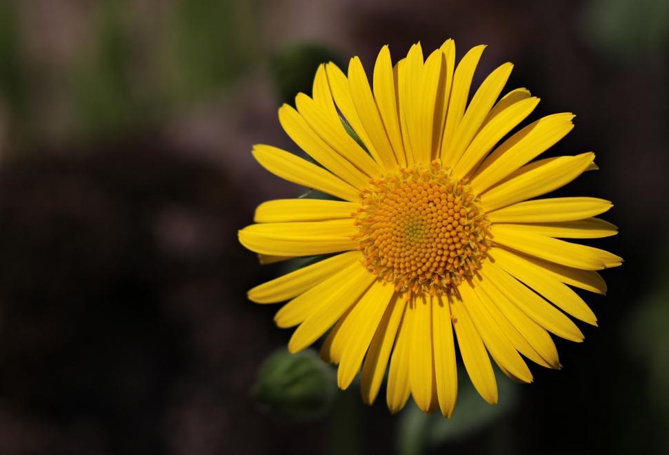 Free Image of Full yellow flower bloom 