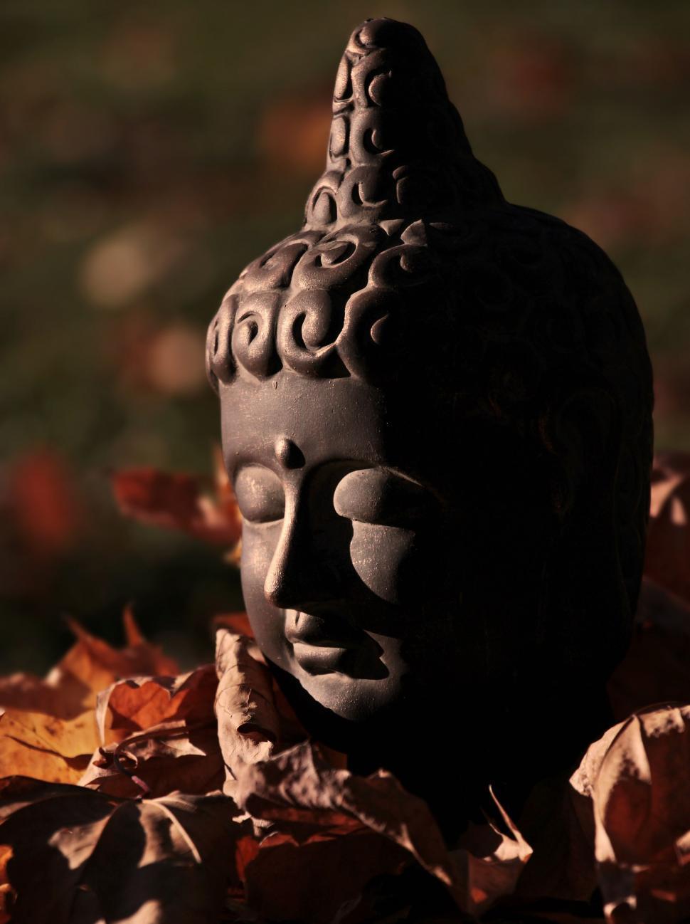 Free Image of Buddha head in the leaves 