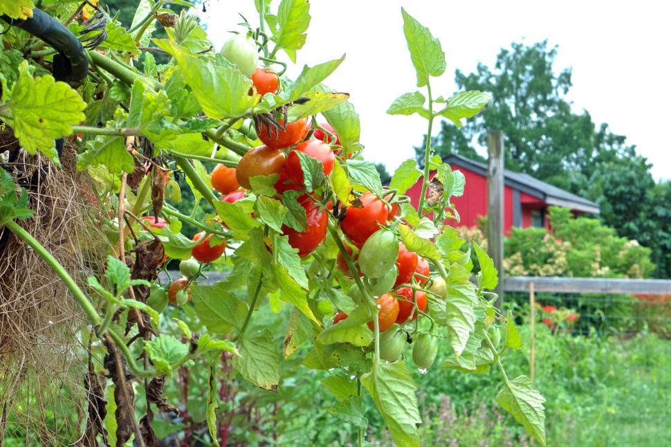 Free Image of Grape Tomatoes And Red Shed 
