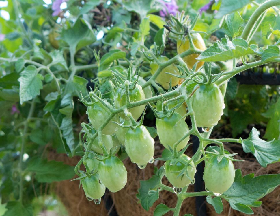Free Image of Green Grape Tomatoes In Hanging Basket 