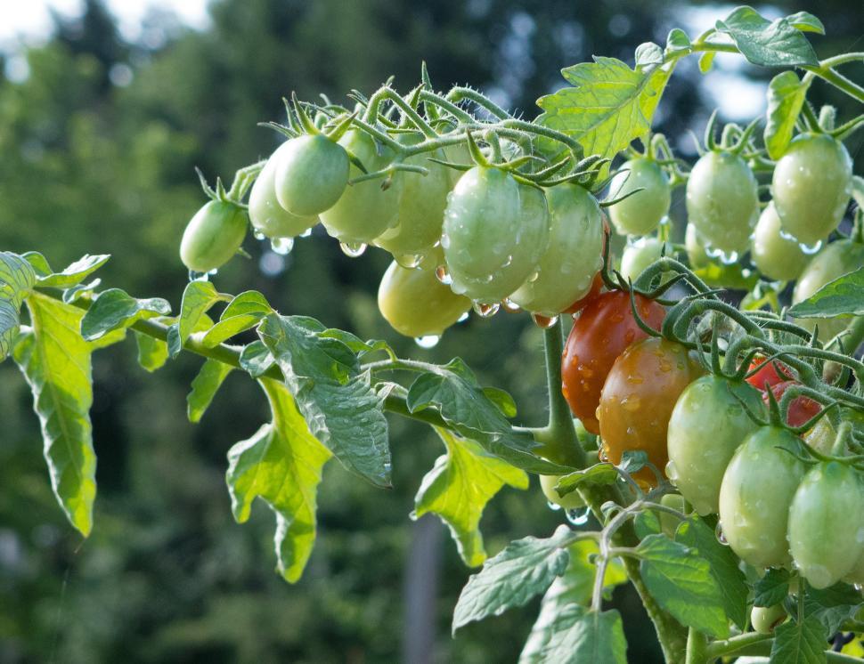 Free Image of Grape Tomatoes Ripening 