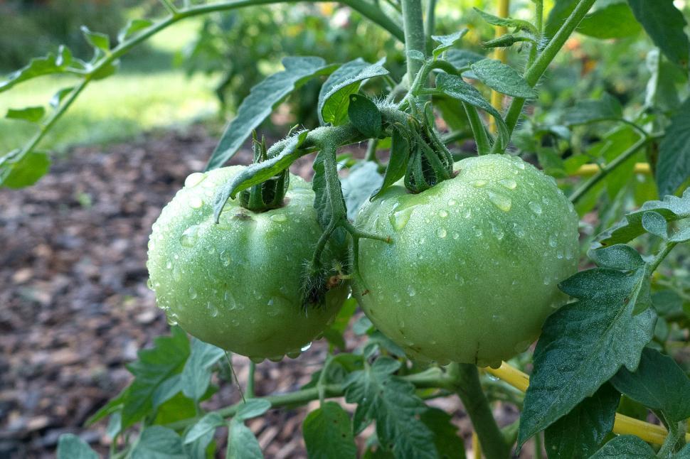Free Image of Green Tomatoes on Vine 