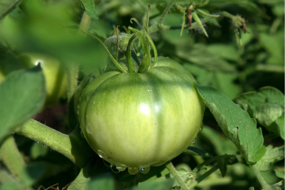 Free Image of Morning Dew On Green Tomato 