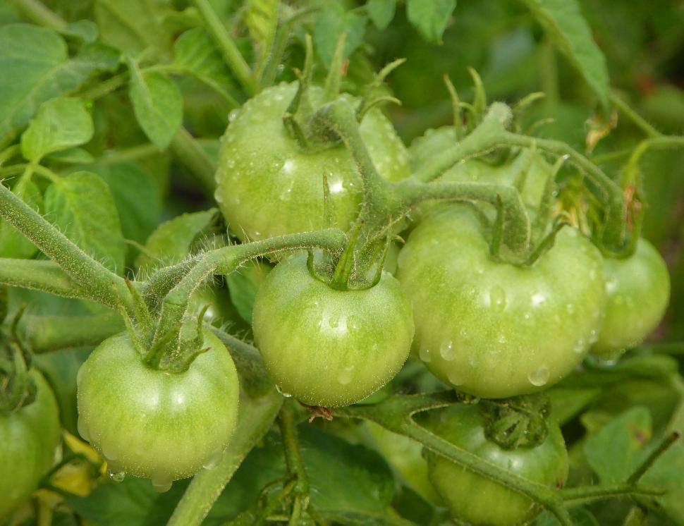 Free Image of Green Tomatoes 