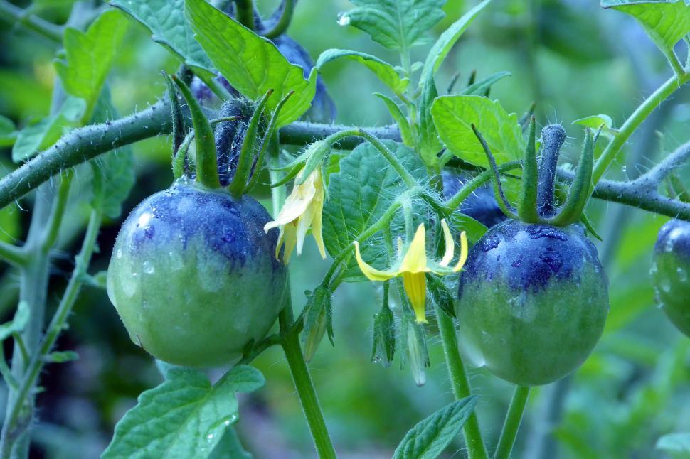 Free Image of Green Tomato And Flowers 