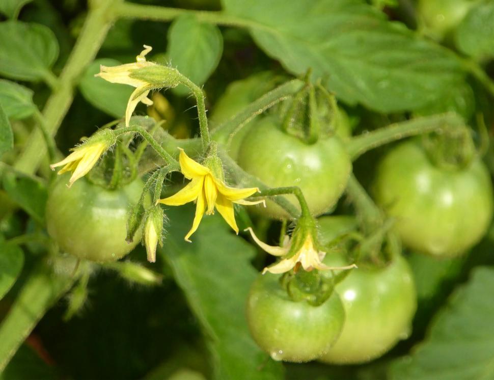 Download Free Stock Photo of Tomato Flower 