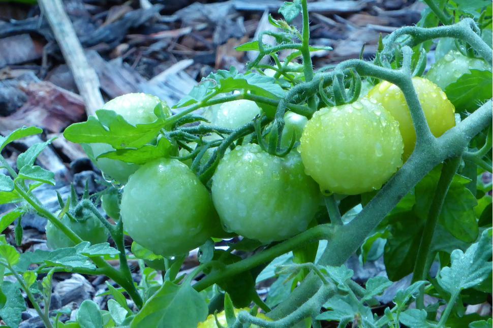 Free Image of Unripe Tomatoes 