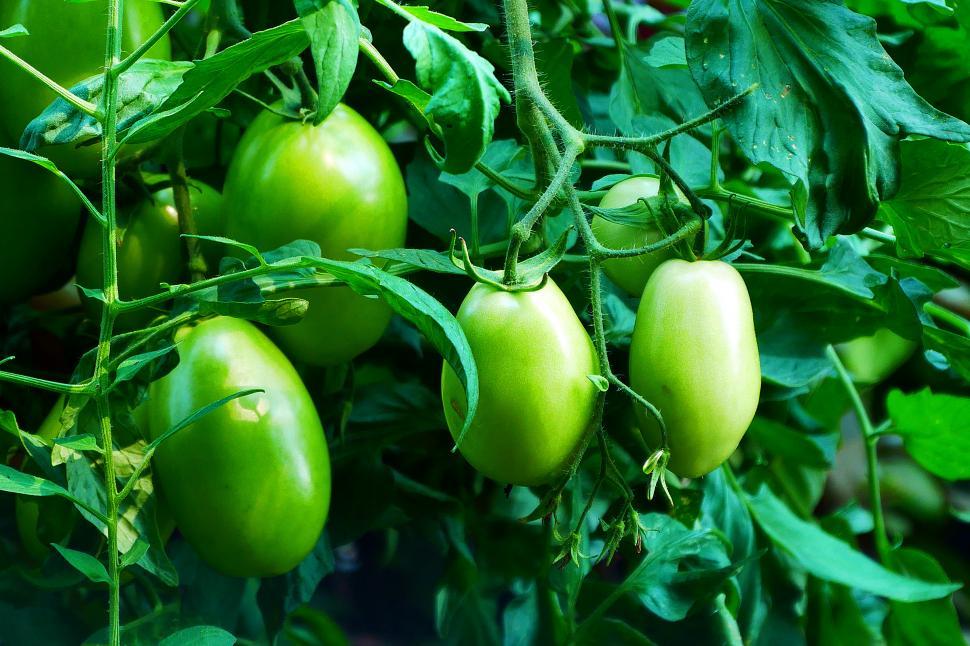 Free Image of Green Grape Tomatoes on the Vine 
