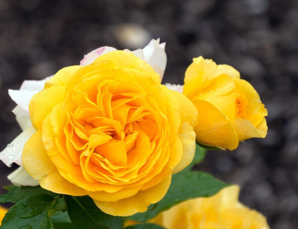 Free Image of Yellow Tea Rose 