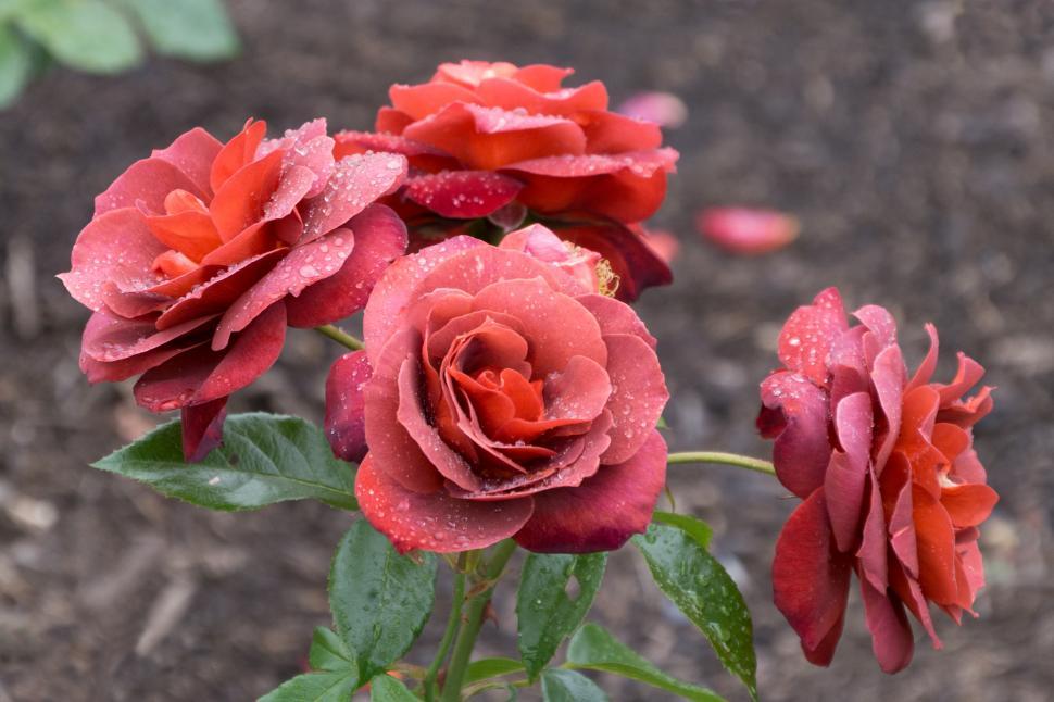 Free Image of Red Rose Flowers 
