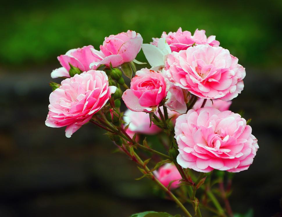 Free Image of Pink Rose Blooms And Buds 
