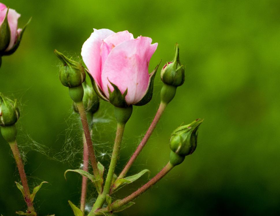 Free Image of Pink Rose Flower And Buds  