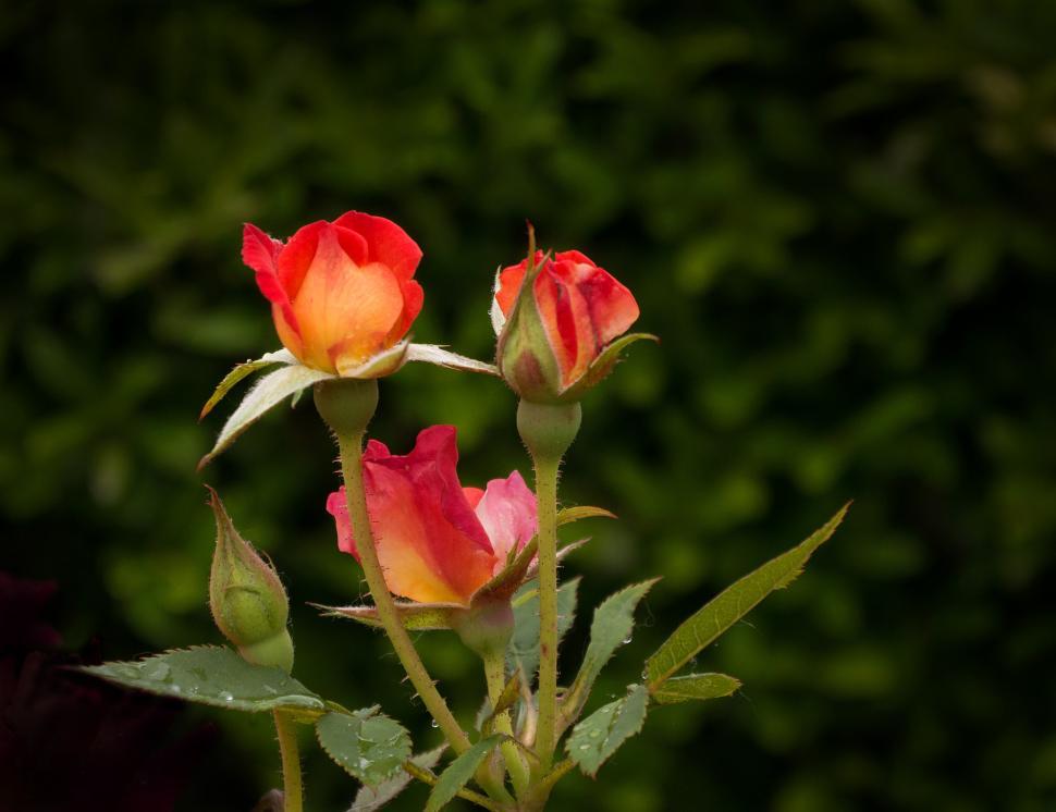 Free Image of Orange Rose Flowers And Buds 