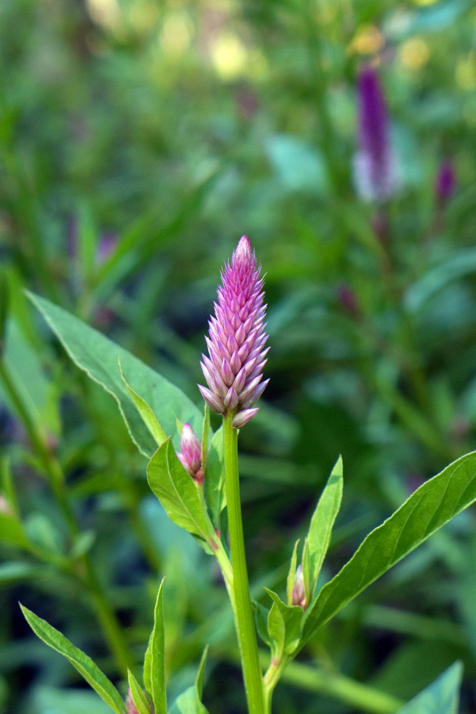 Free Image of Celosia Argentea Flower 