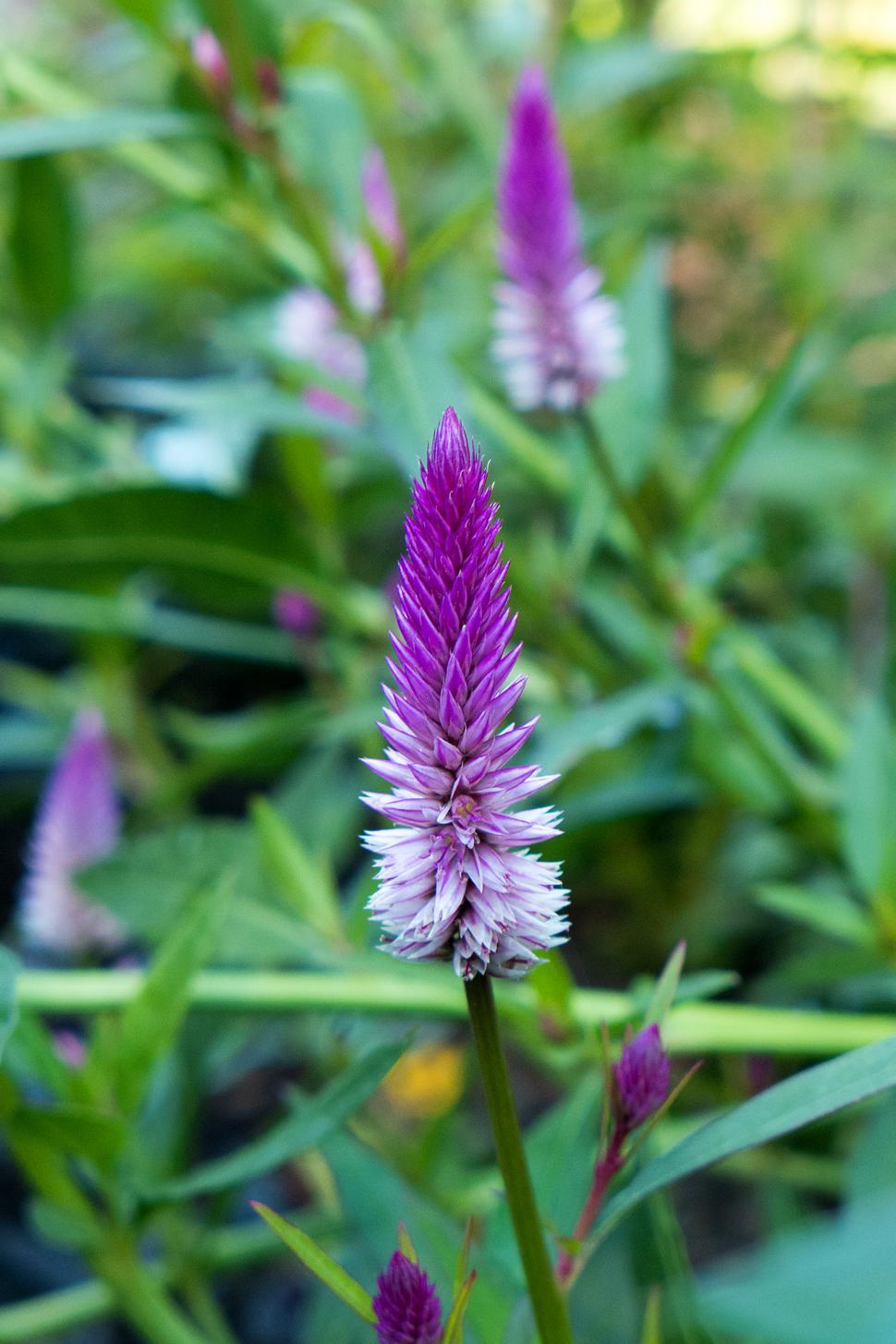 Free Image of Celosia Argentea Flowers 