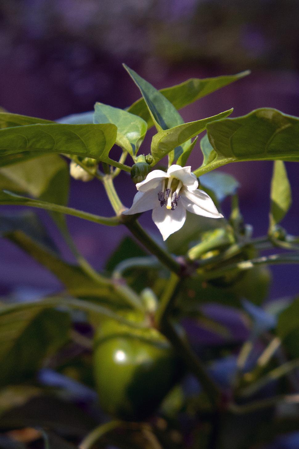 Free Image of Bell Pepper Plant Flower 