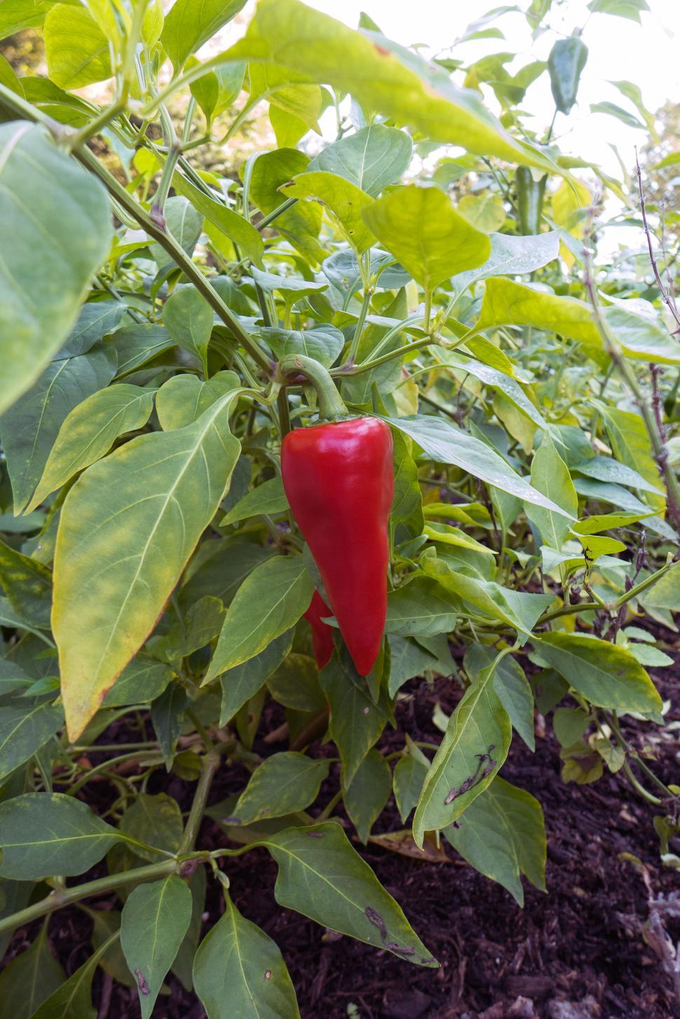 Free Image of Hot Pepper 