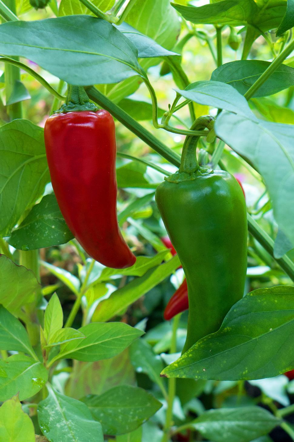 Free Image of Green and Red Peppers 