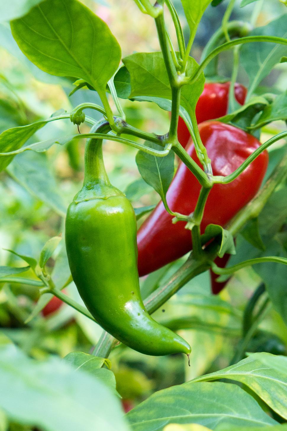 Free Image of Hot Peppers - Green and Red 