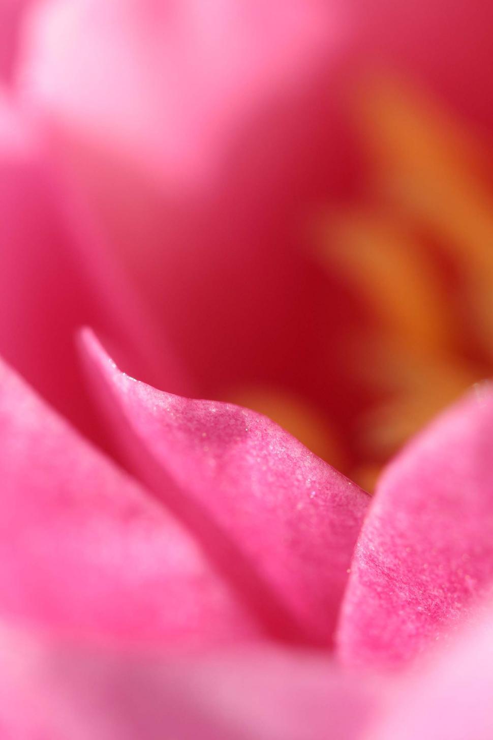 Free Image of Pink Petals 