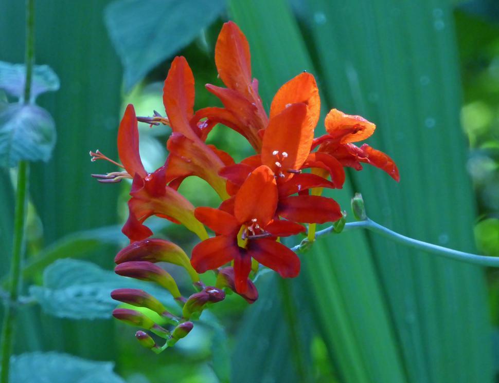 Free Image of Montbretia Lucifer Flower  