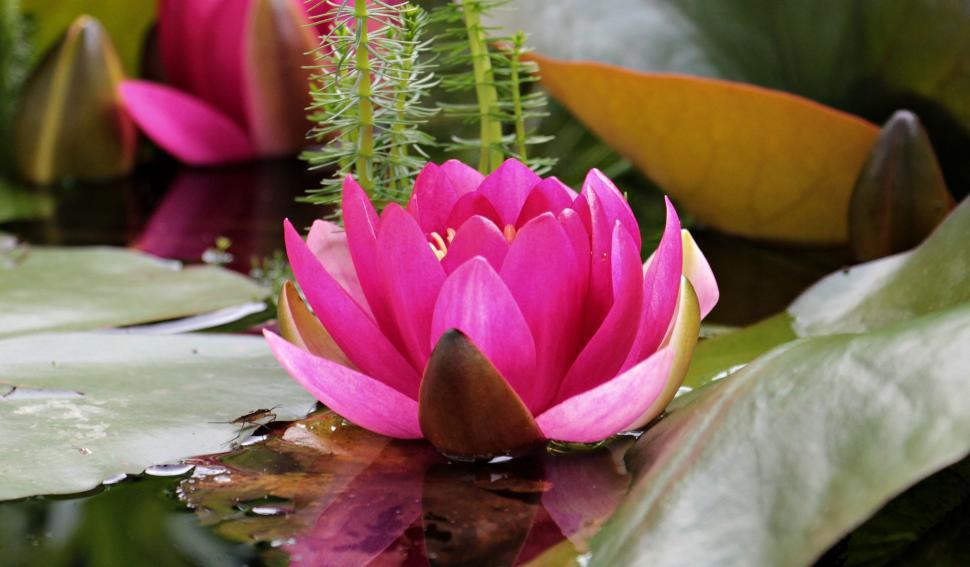 Free Image of Pink bloom of a water lily 
