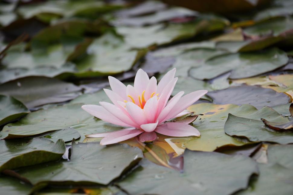 Free Image of Pink bloom in pond 