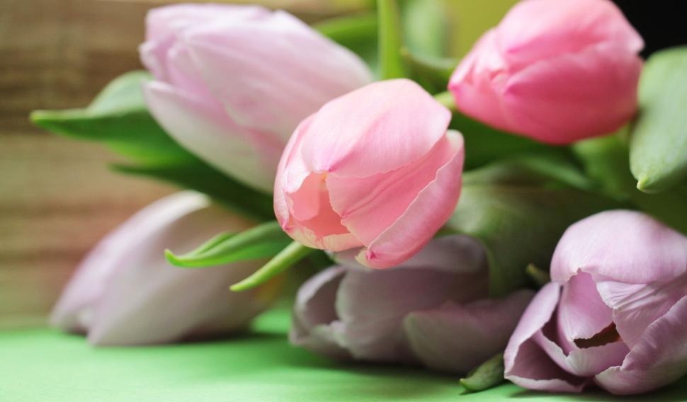 Free Image of Tulip blooms - pink flowers 
