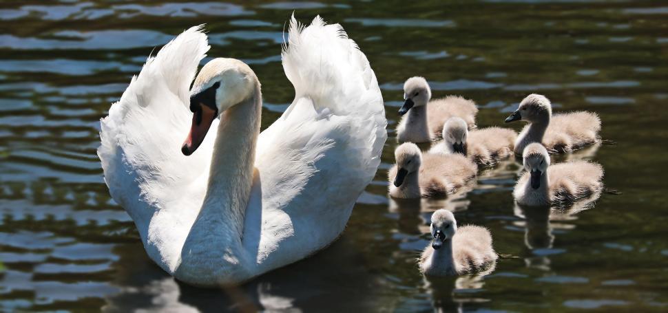 Free Image of Swan and signets 
