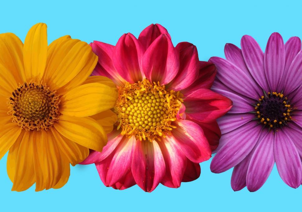 Free Image of Colorful Flowers on Blue Background  