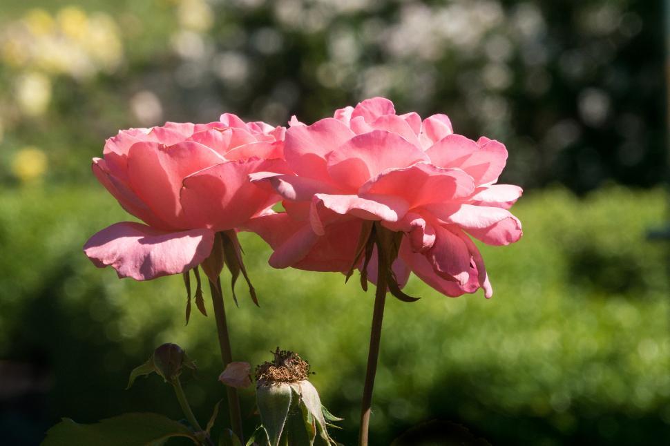 Free Image of Pink Roses Closeup 