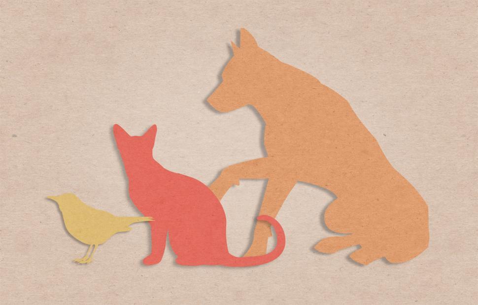 Free Image of Pets - Companion Animals - Dog - Cat - Bird - Cutouts 