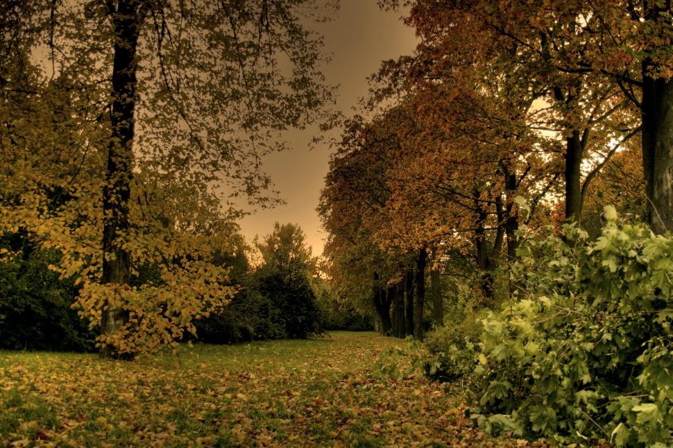 Free Image of Nature autumn whisper  