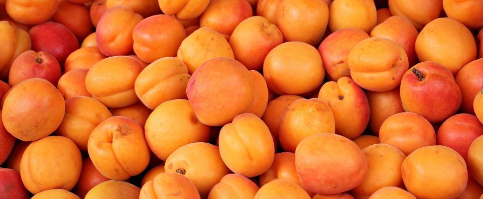 Free Image of Many apricots 