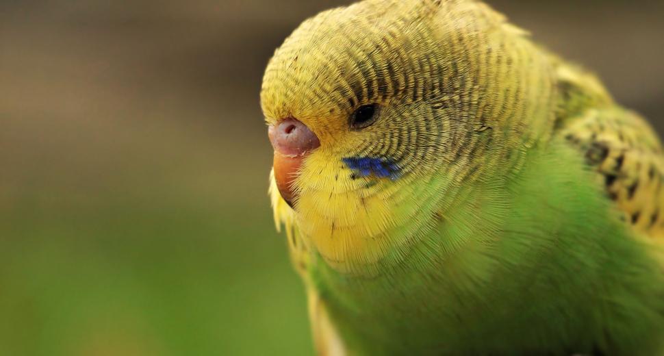 Free Image of Pretty Parakeet Budgie 