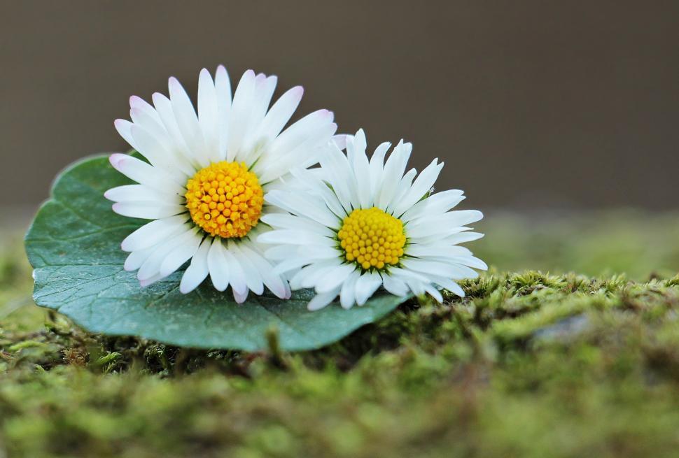 Free Image of Small white daisy flowers 