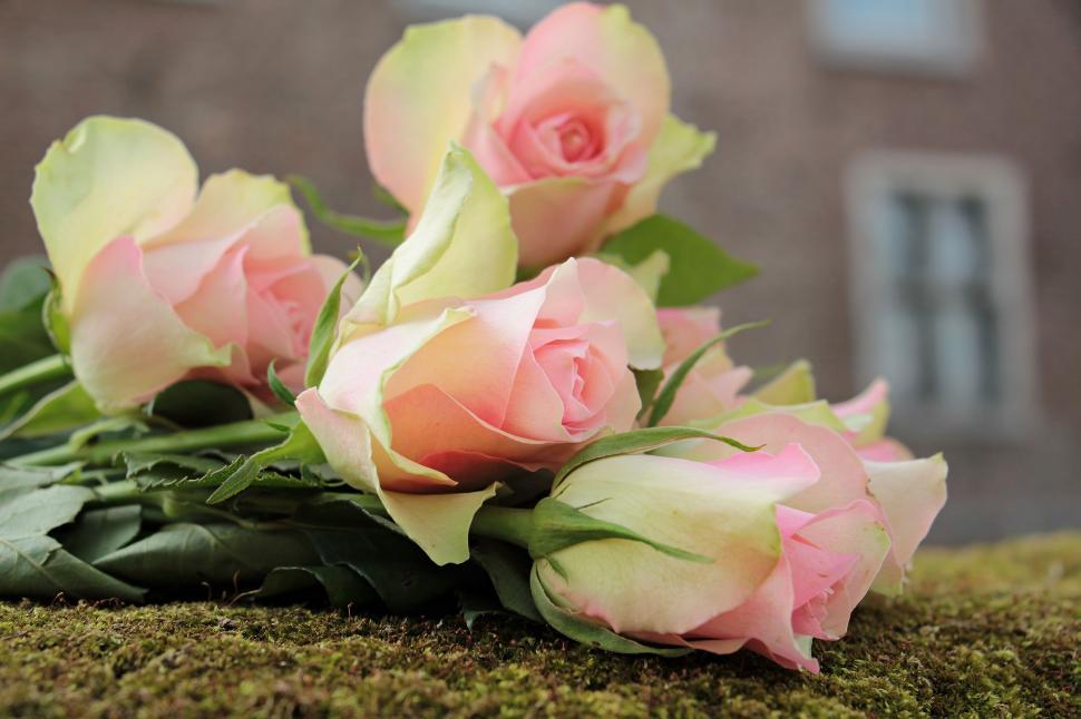 Free Image of Pink rose bouquet 
