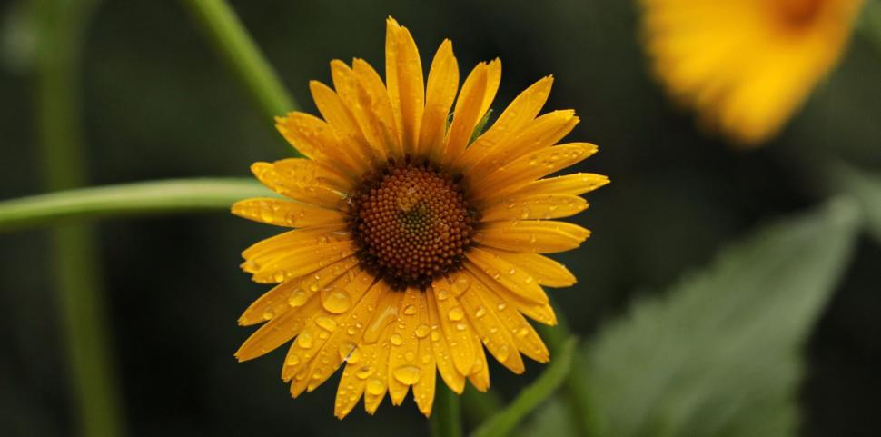 Free Image of Wet daisy flower 
