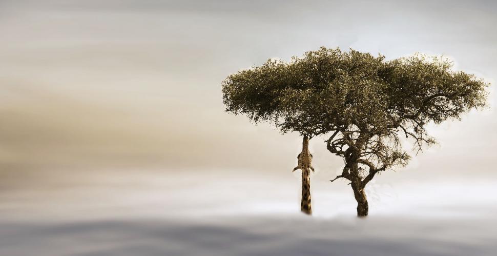 Free Image of Illustration of Lone giraffe and tree in the clouds 