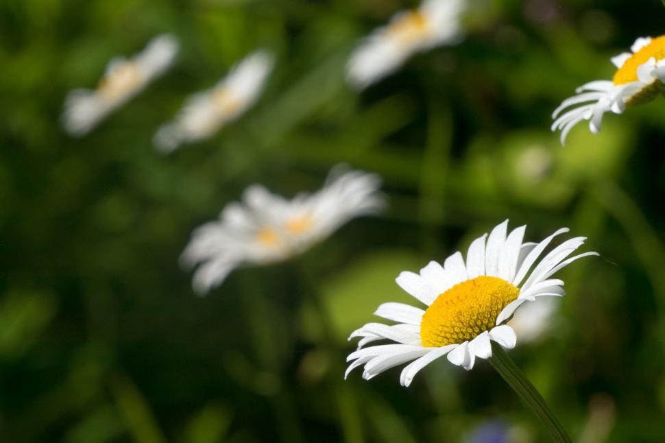 Free Image of White Daisy Flowers 