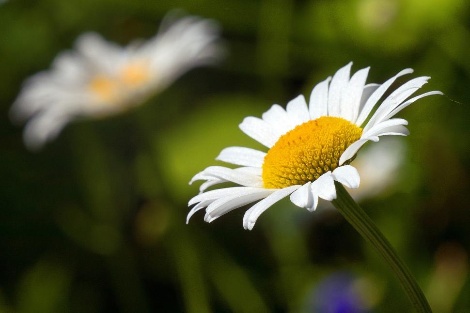 Free Image of White Daisy Flower In Focus 