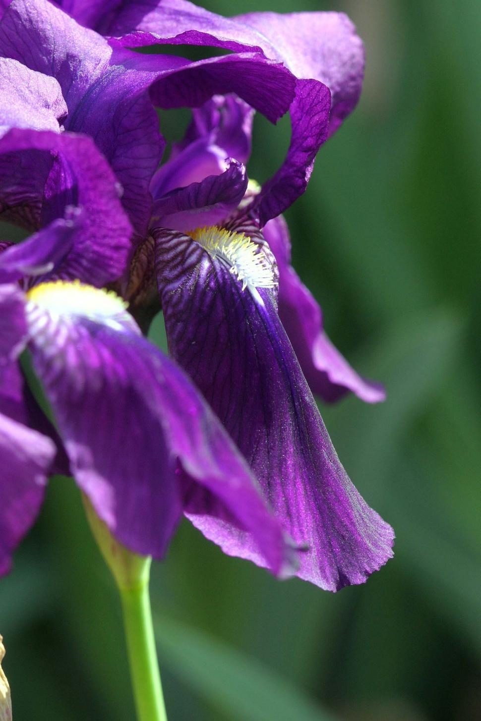 Free Image of Purple Iris Flower Closeup 
