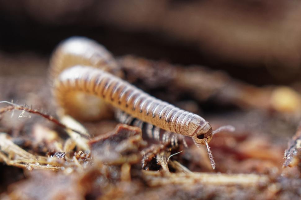 Free Image of Centipede on the forest floor 
