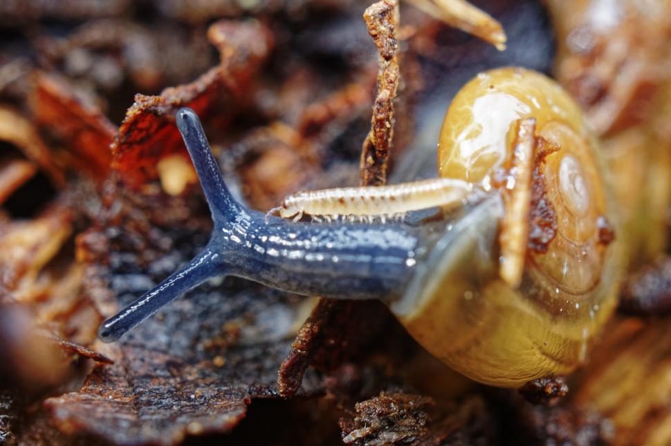 Free Image of Snail and centipede 