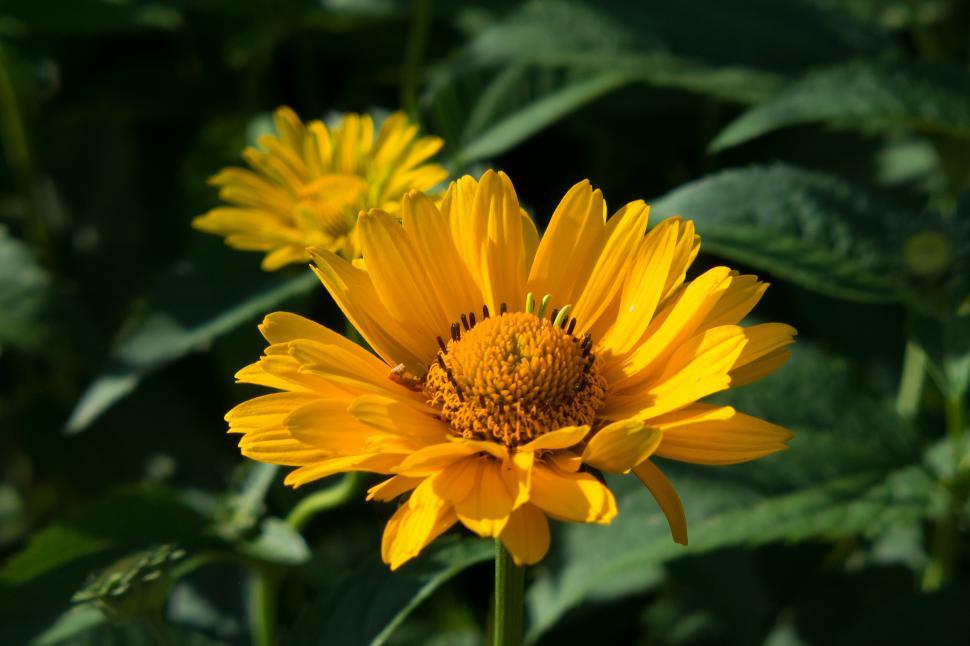 Free Image of False Sunflower Yellow Flowers 