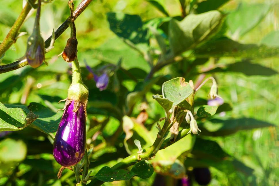 Free Image of Immuture Purple Eggplant 
