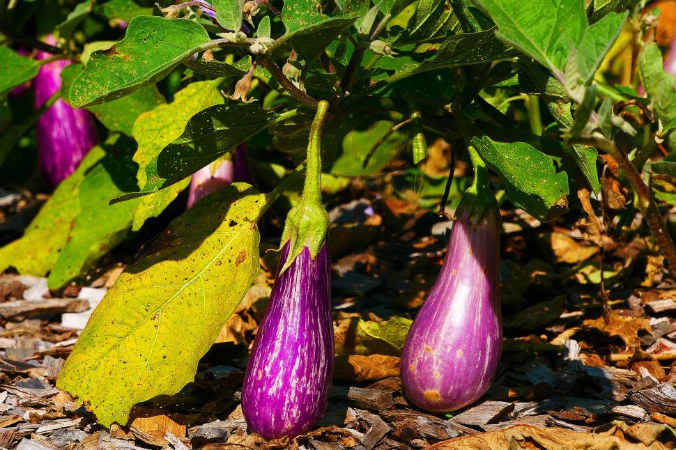 Free Image of Purple Eggplants 